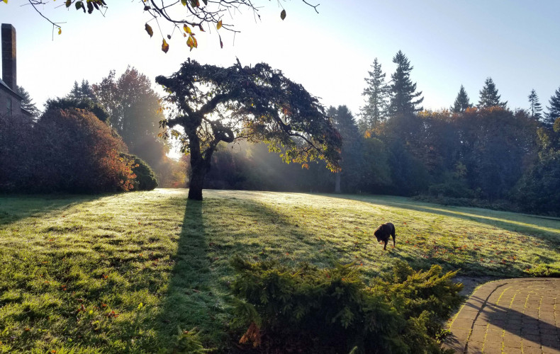 A peaceful dog meanders under the iconic cherry tree on a frosty morning.